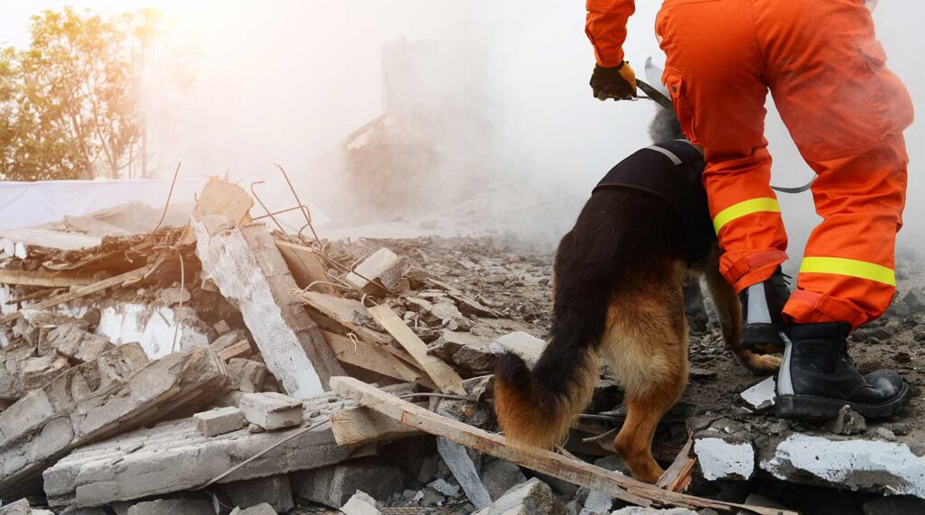 Search and rescue forces search through a destroyed building with the help of rescue dogs.